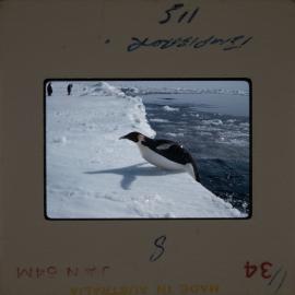 Massam-Slides_Untitled_206