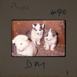 Massam-Slides_Untitled_207