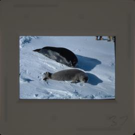 Massam-Slides_Untitled_267