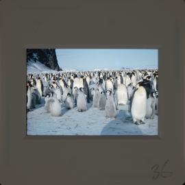 Massam-Slides_Untitled_268