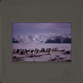 Massam-Slides_Untitled_269