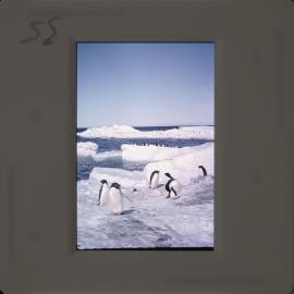 Massam-Slides_Untitled_278