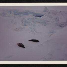 Massam-Prints_37-8_012