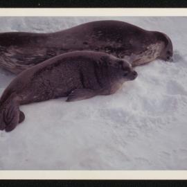 Massam-Prints_37-8_021