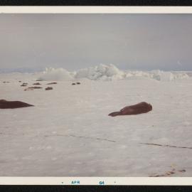 Massam-Prints_37-8_026