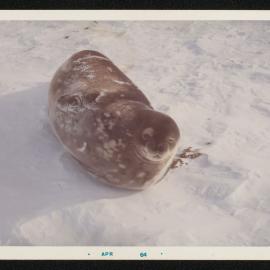 Massam-Prints_37-8_028