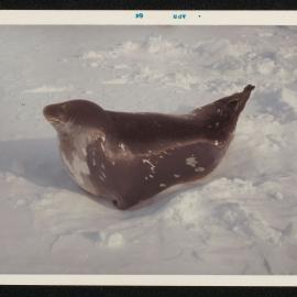 Massam-Prints_37-8_037