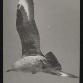 Massam-Prints_Weta_007