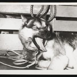 Massam-Prints_Weta_010