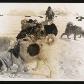 Massam-Prints_Weta_028