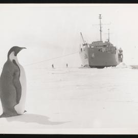 Massam-Prints_Weta_039