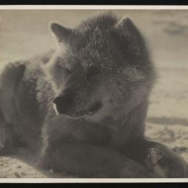 Massam-Prints_Weta_042