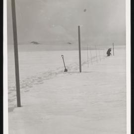 Massam-Prints_Weta_049