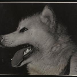 Massam-Prints_Weta_060