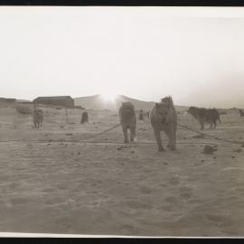 Massam-Prints_Weta_061