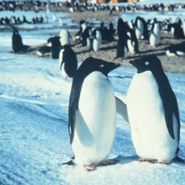 Adelie Penguins