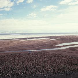 Cape Adare Penguins, Ridley Beach