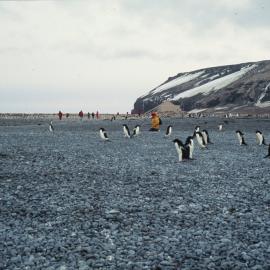 Cape Adare Hut, Adelie Penguins