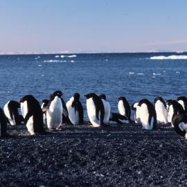 Adelie Penguins on Beach