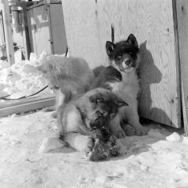 Heine_ANT-1958-60_007