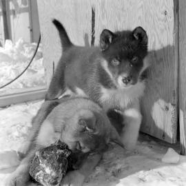 Heine_ANT-1958-60_009