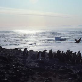Adelie Penguins on Beach