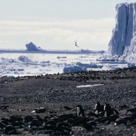 Cape Bird, Icecap