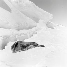 Heine_McMurdo-Ice-Shelf-1967_030