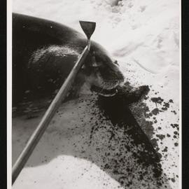 Heine-Prints_1957-1960_082