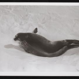 Heine-Prints_1957-1960_100