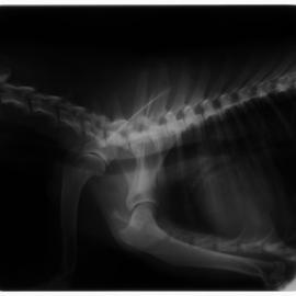 Xrays_Husky1_001