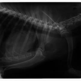 Xrays_Husky1_002