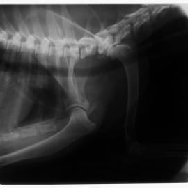 Xrays_Husky2_001