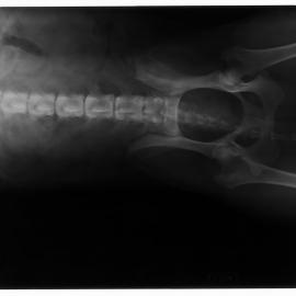 Xrays_Husky3_001