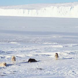 Scott Base Huskies at Cape Evans