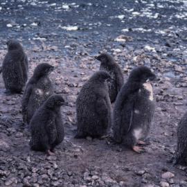 Adelie Penguin Chicks