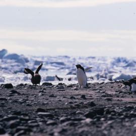 Penguin chasing a skua