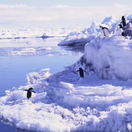 Adelie Penguins on Ice Floe