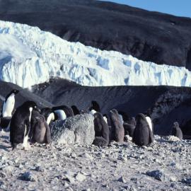 Southern Adelie Rookery at Cape Bird
