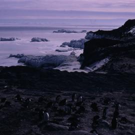 Cape Royds 