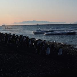Adelie Penguins on Beach