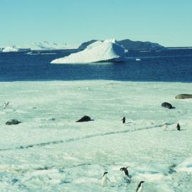 Cape Royds 