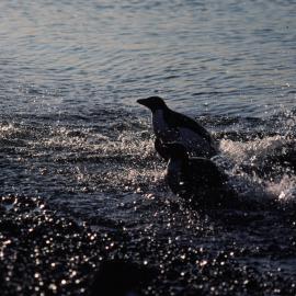 Penguins leaving the sea