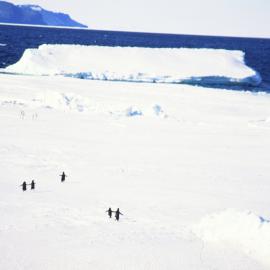Cape Royds Penguins 