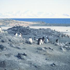 Penguins at Cape Royds 