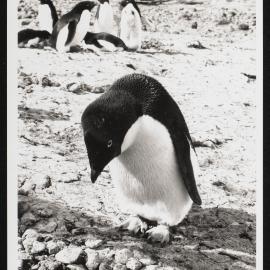 1963-1964-Proof-Sheets_080