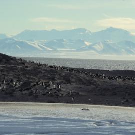 Cape Royds 