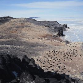 Adelie Penguins rookery- Cape Royds 