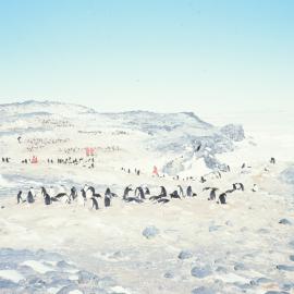Adelie Penguin Colony at Cape Royds 