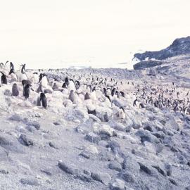 Penguin rookery at Cape Royds 